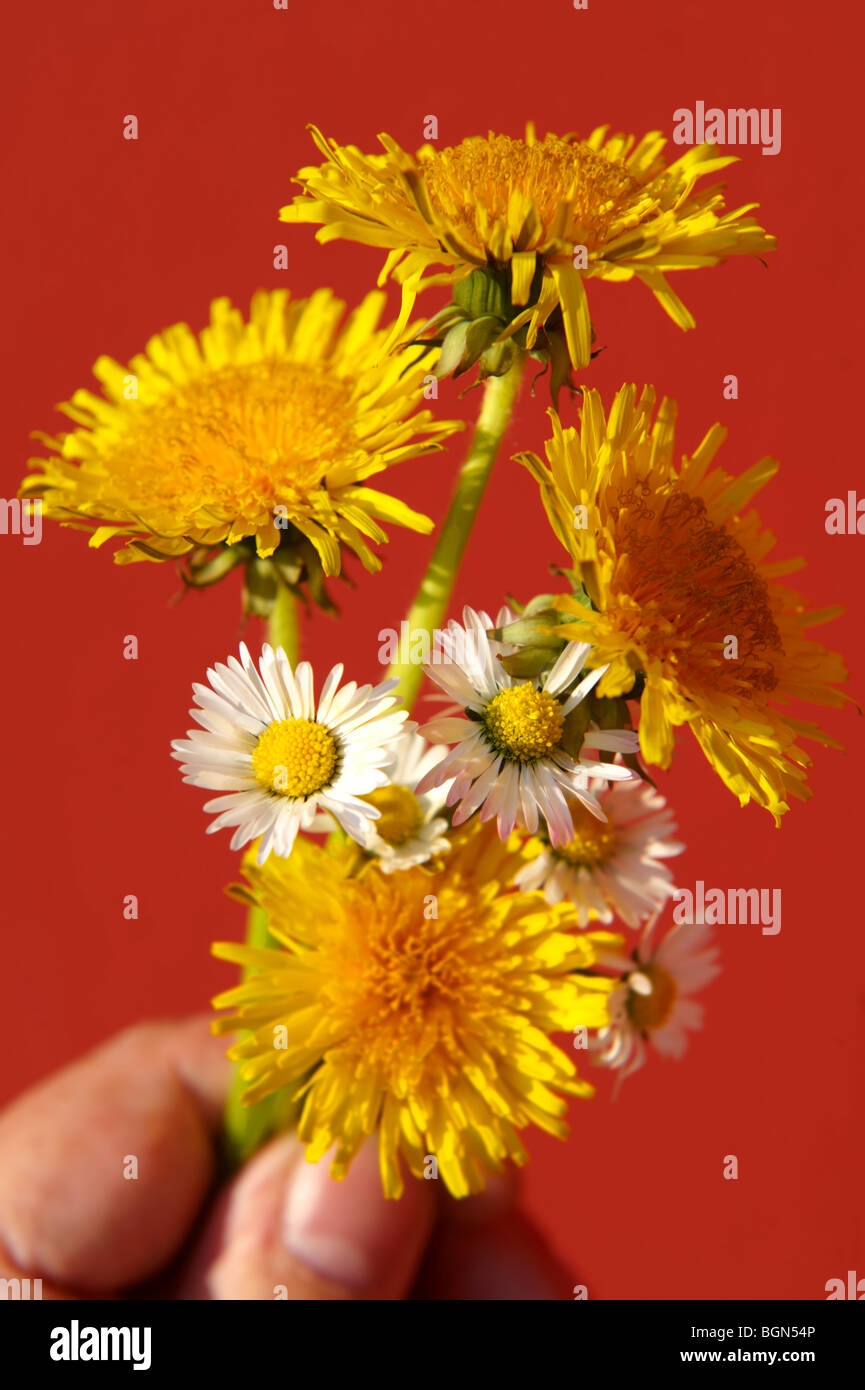 Löwenzahn und Gänseblümchen Blumen gepflückt im späten Frühjahr Stockfoto