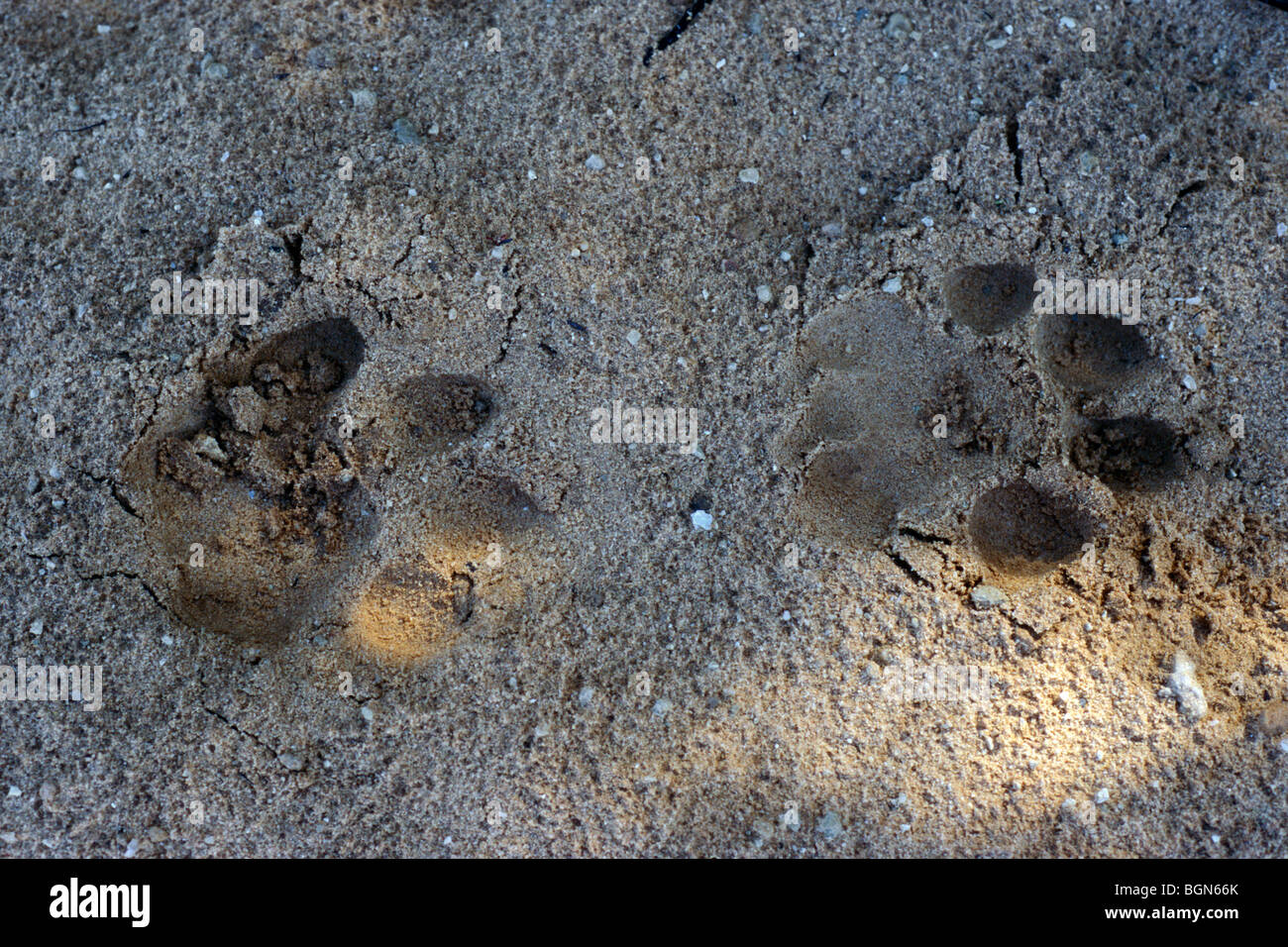 Löwe verfolgt (Panthera Leo) Abdrücke der Pfoten eingeprägt in den Sand, Krüger Nationalpark, Südafrika Stockfoto