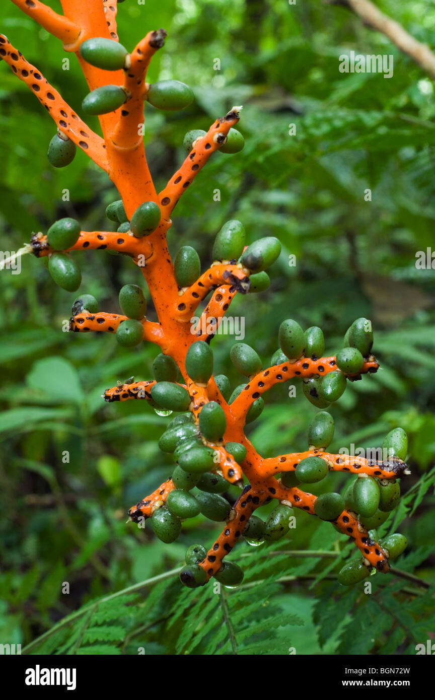 Pacaya / Tepejilote Palm (Chamaedorea Tepejilote) mit Klumpen von