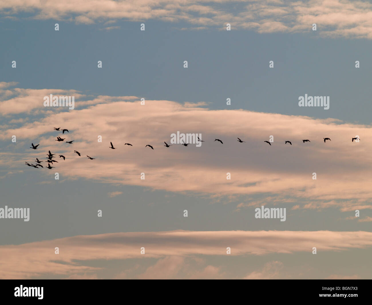 Gänse fliegen über den Himmel Stockfoto