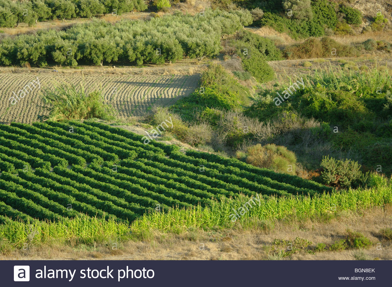 Ackerland Landwirtschaft Griechenland Griechische Betriebe Stockfotografie Alamy