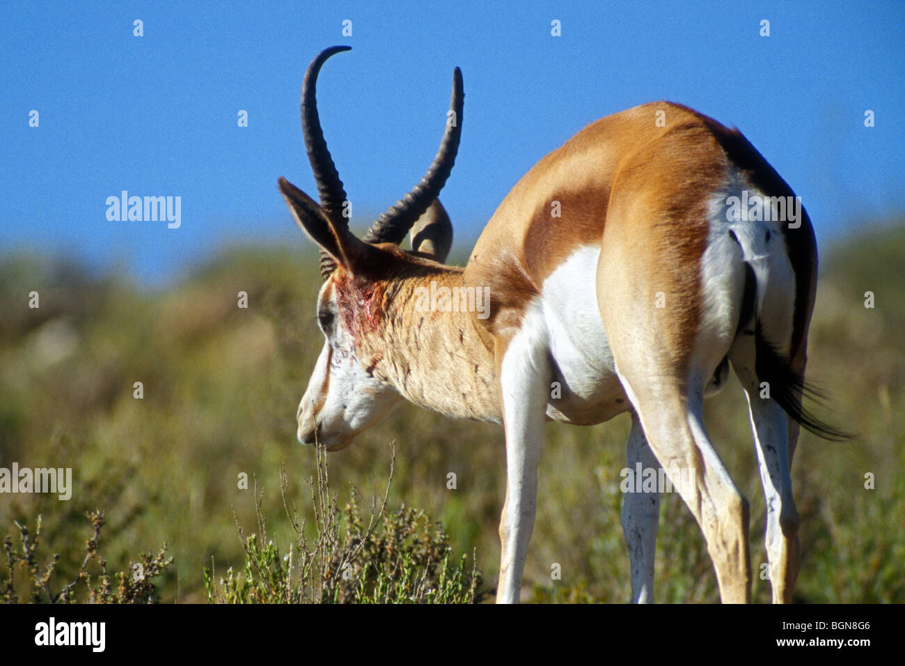 Verwundeten Springbock nach Kampf für Dominanz, Wüste Kalahari, Kgalagadi Transfrontier Park, Südafrika Stockfoto