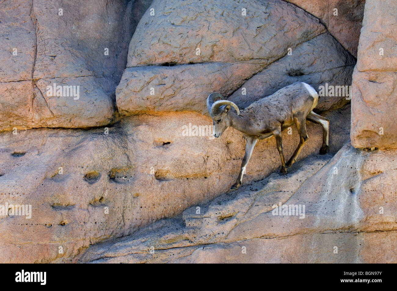 Nelsons / Wüste Bighorn (Ovis Canadensis Nelsoni) in rock Gesicht, Arizona, USA Stockfoto