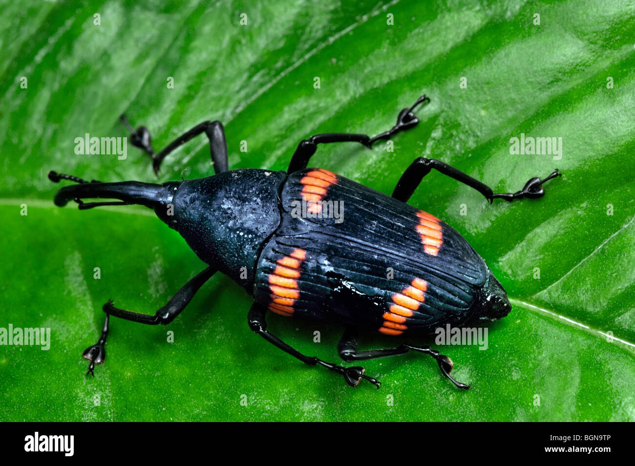 Rüsselkäfer (Curculionidae) sitzen auf Blatt im Regenwald, Tapanti Nationalpark, Costa Rica, Mittelamerika Stockfoto