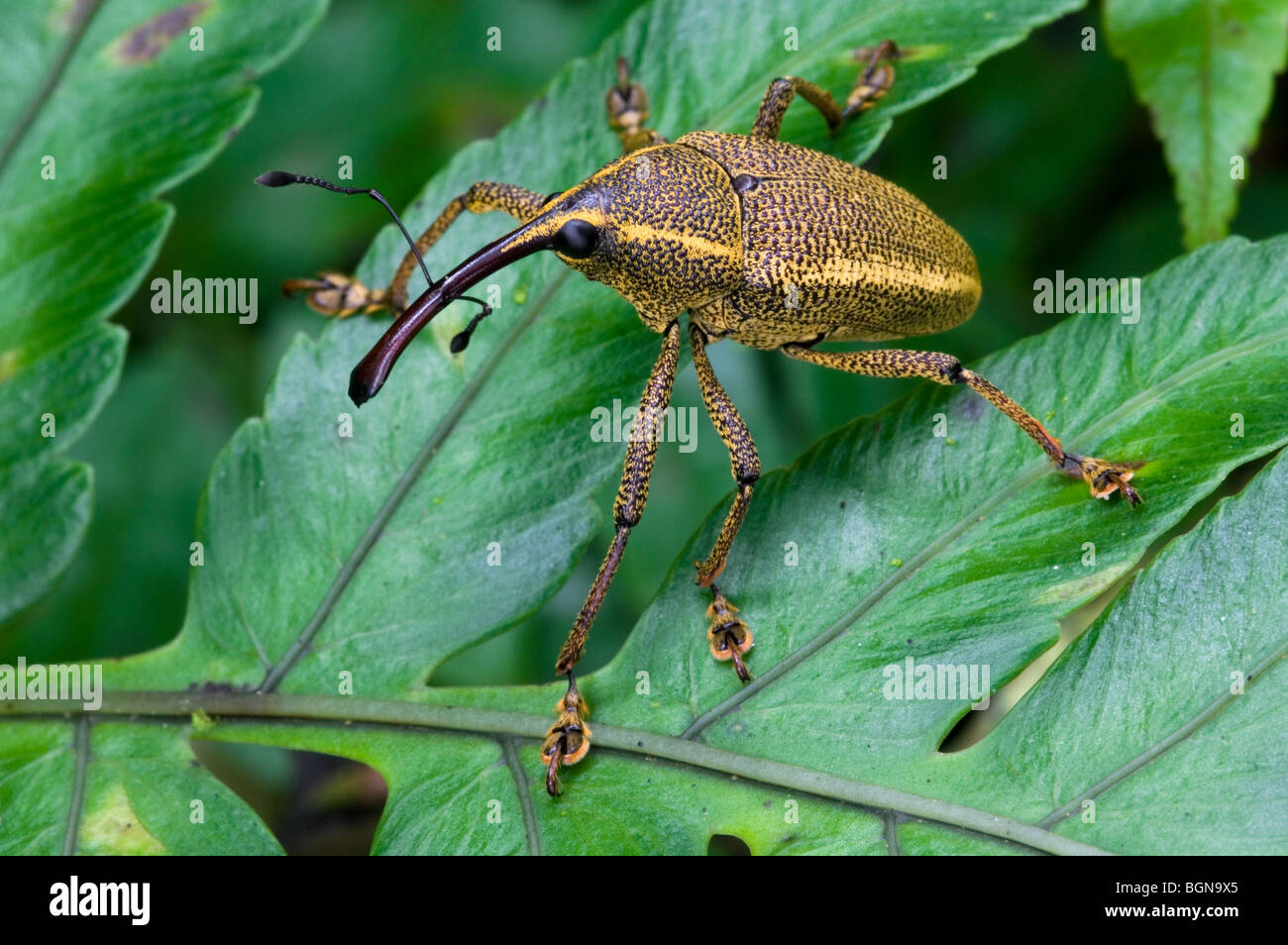 Rüsselkäfer (Curculionidae) sitzen auf Blatt im Regenwald, Tapanti Nationalpark, Costa Rica, Mittelamerika Stockfoto