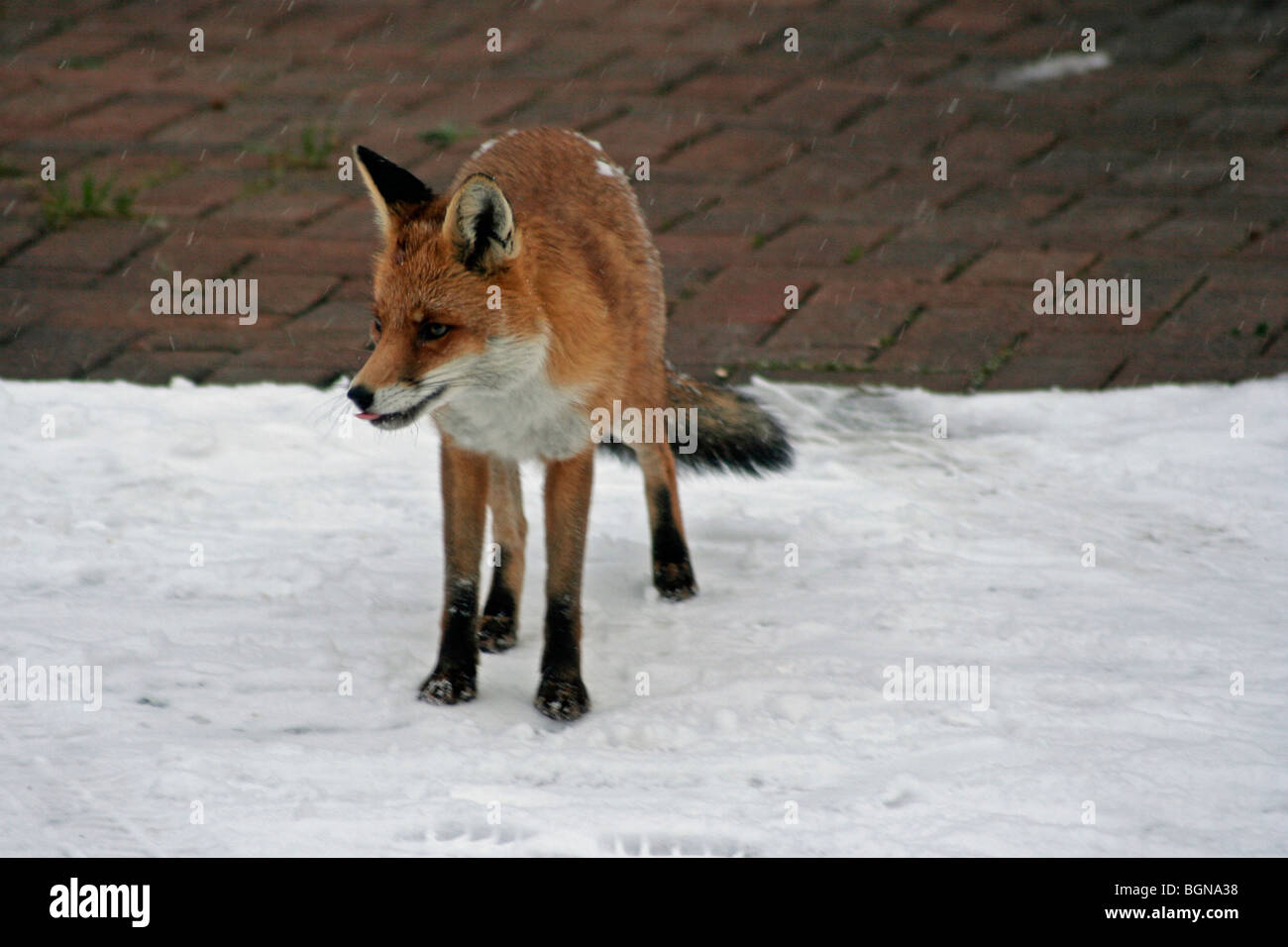 Urban Fuchs in der 2010 Aufräumvorgang Einfrieren Stockfoto