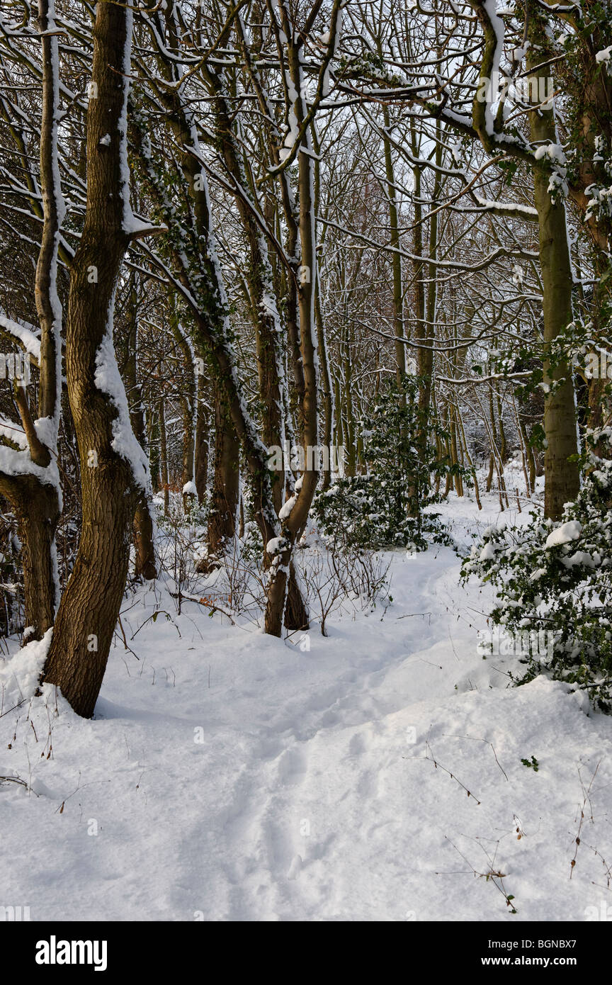 Wald-Pfad im winter Stockfoto