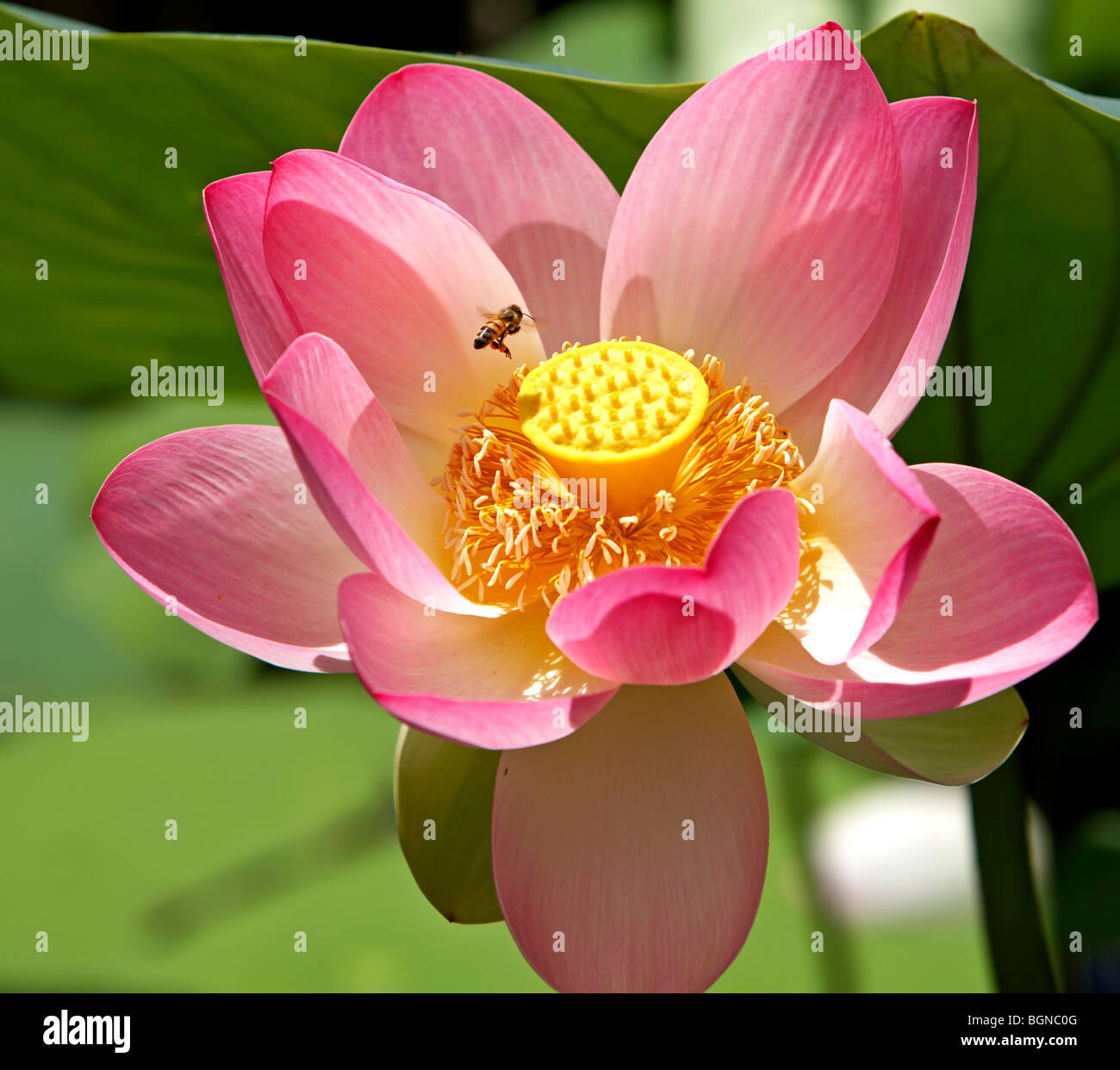 Heilige Lotus Nelumbo nucifera Stockfoto