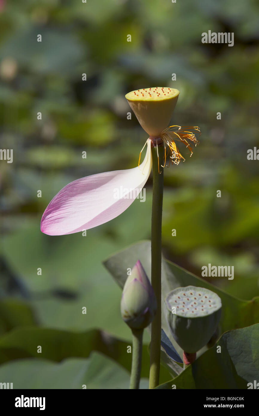 Heilige Lotus Nelumbo nucifera Stockfoto