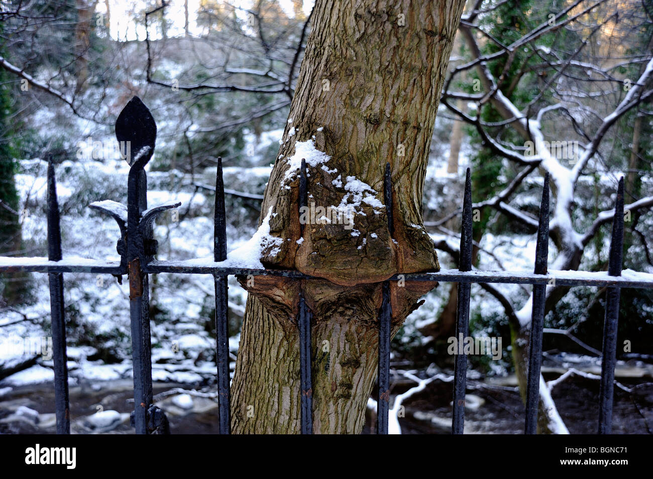 Baum wächst in Zaun Stockfoto