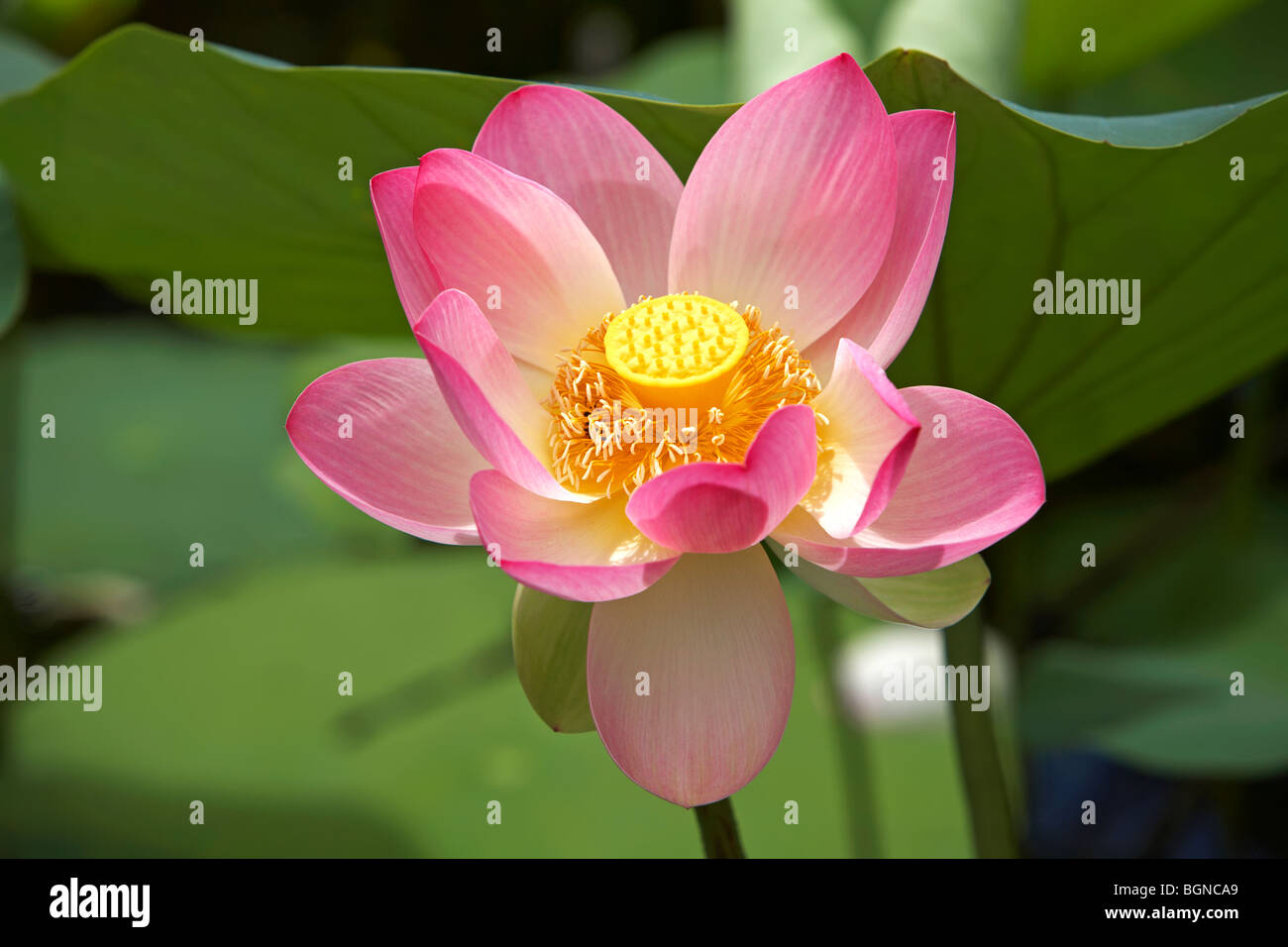 Heilige Lotus Nelumbo nucifera Stockfoto