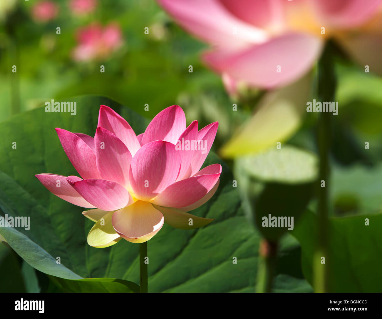 Heilige Lotus Nelumbo nucifera Stockfoto