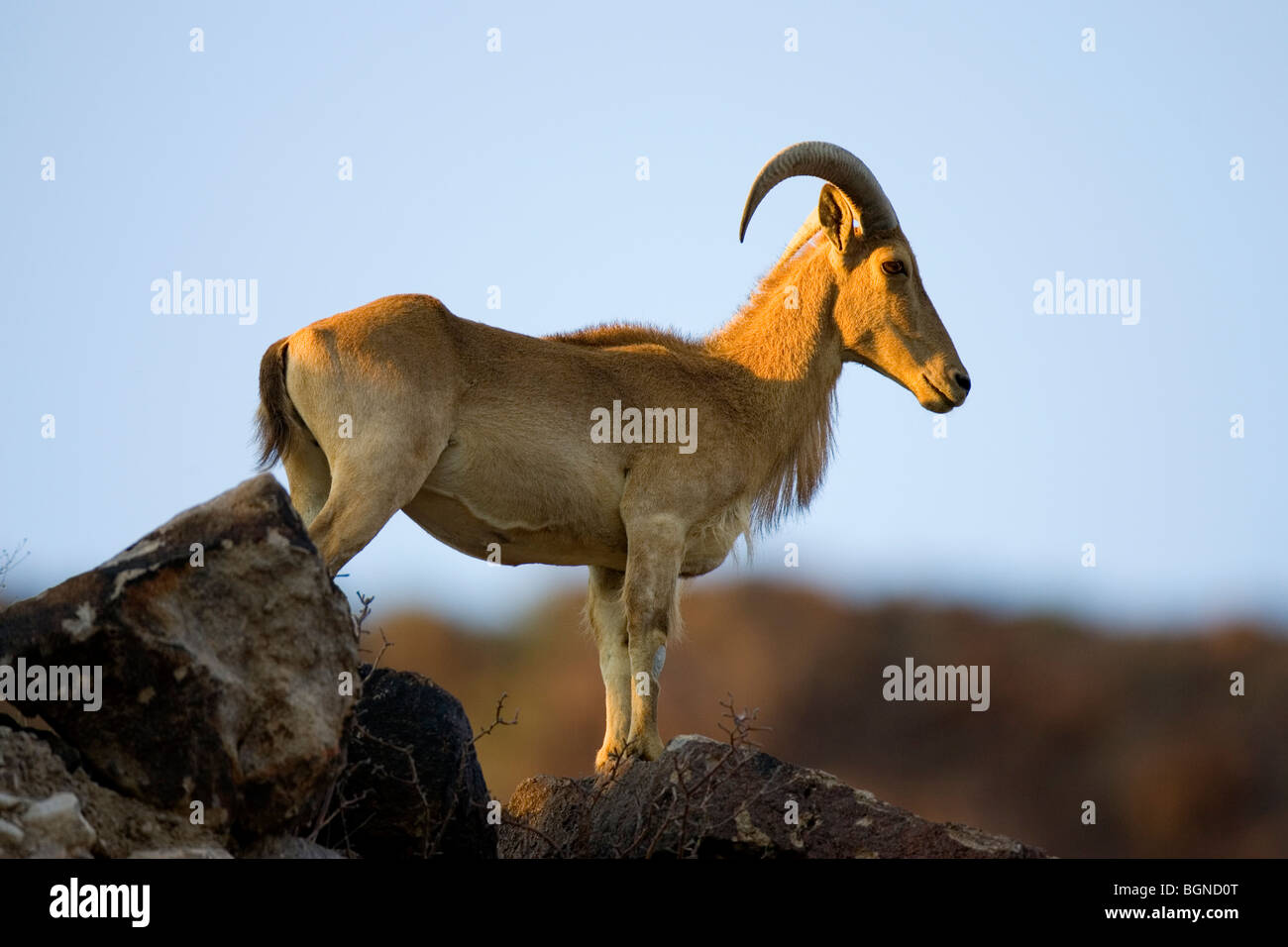 Ein Aoudad Schaf steht auf dem "großen Hügel" zwischen Lajitas und Presidio, TX Stockfoto