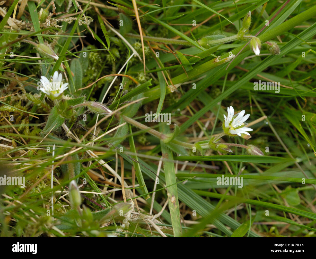 Gemeinsamen Hornkraut, Cerastium fontanum Stockfoto