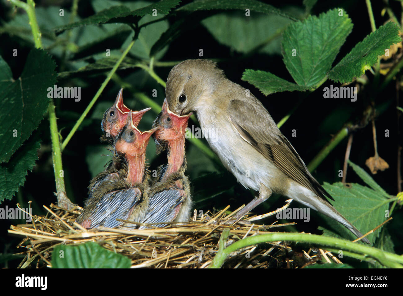 Garten-Grasmücke (Sylvia borin) am Nest Fütterung Küken Stockfoto