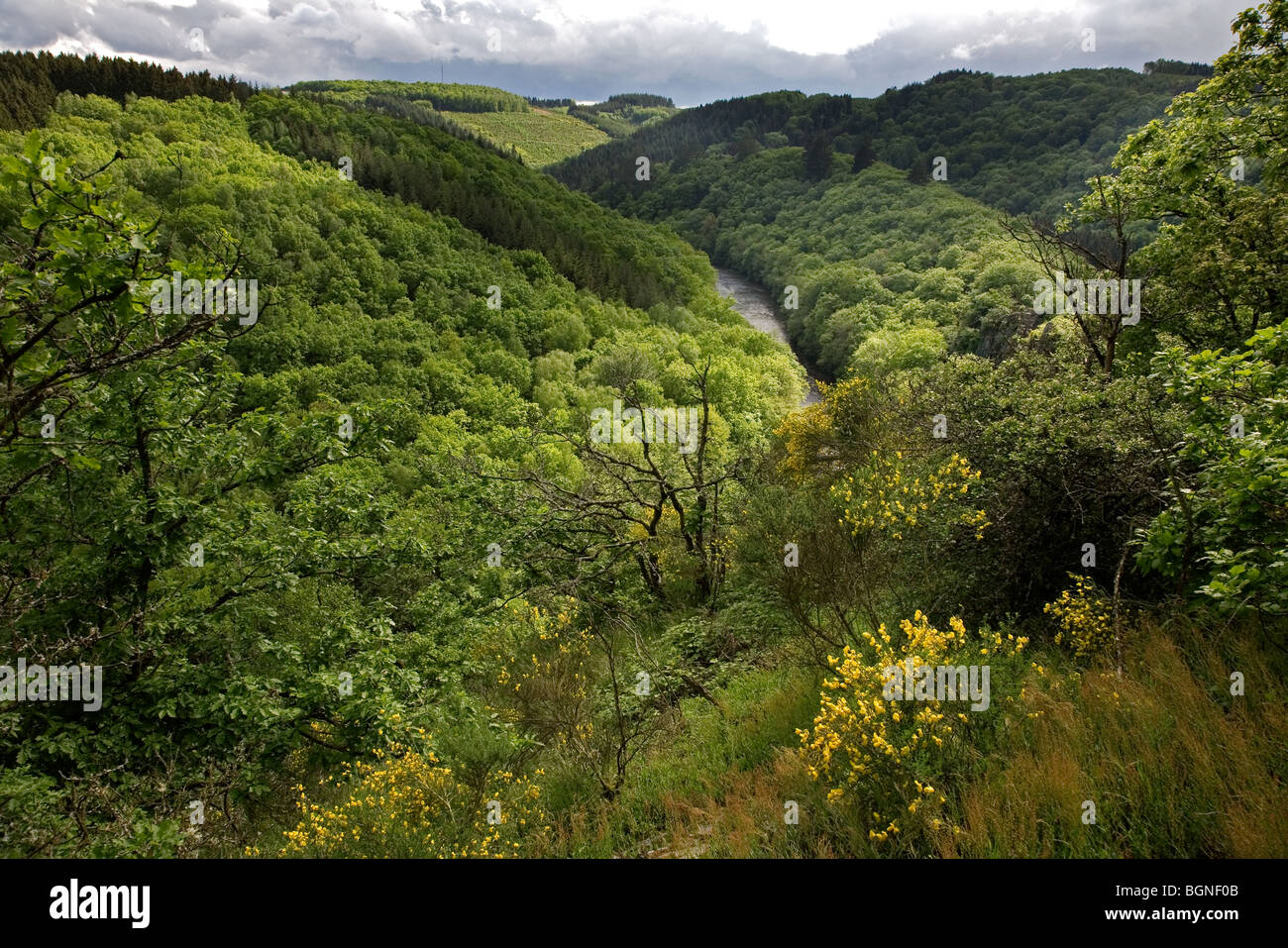 Den Fluss Ourthe und Wälder in der Nähe von Nadrin, Ardennen, Belgien Stockfoto