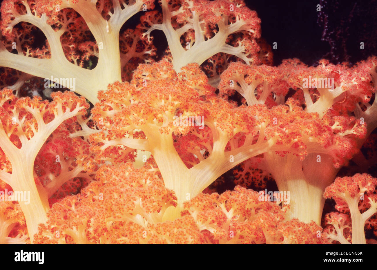 Weichkorallen, orange gefärbt. Marine Unterwasserwelt. Flores-See. Komodo. Indonesien. Stockfoto