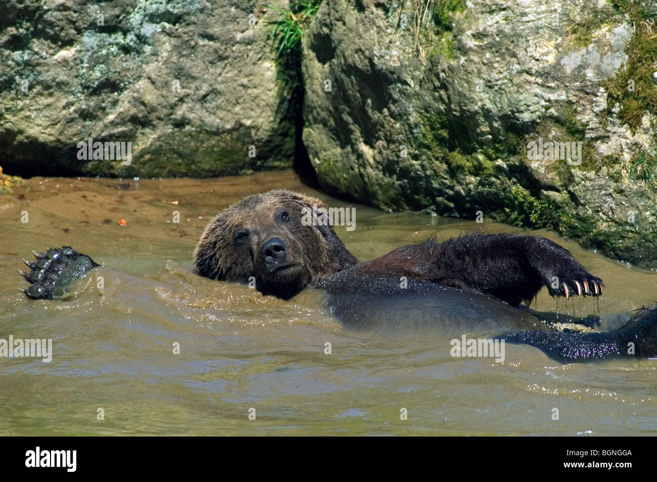 Lustige europäischer Braunbär (Ursus Arctos) Schwimmen Rücken im Wasser des Teiches Stockfoto