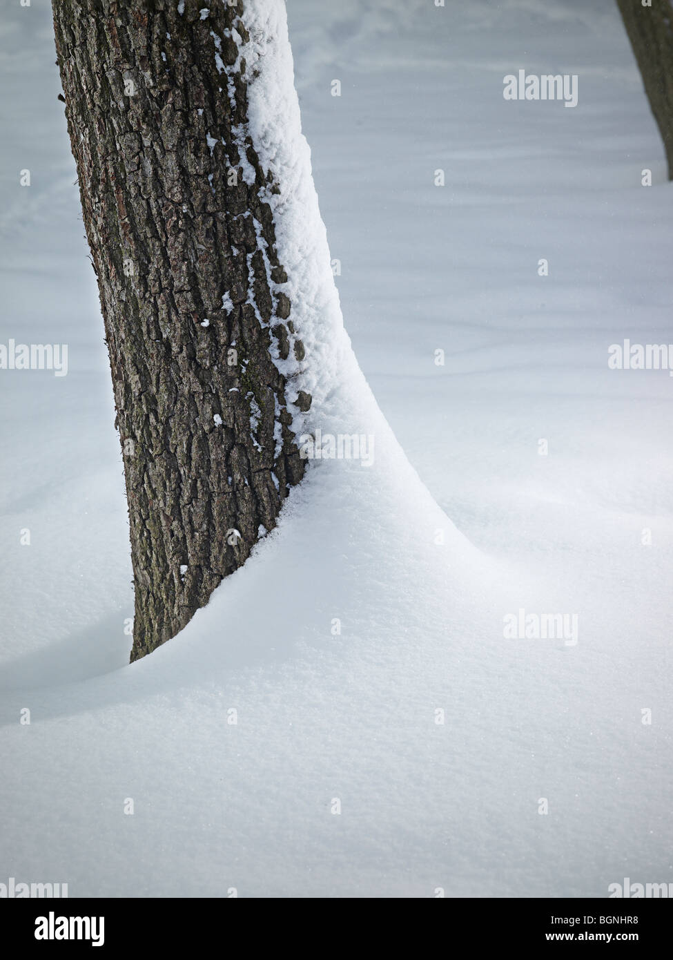 Tree Trunk Rinde Detail mit Snow Drift, Pennsylvania, USA Stockfoto