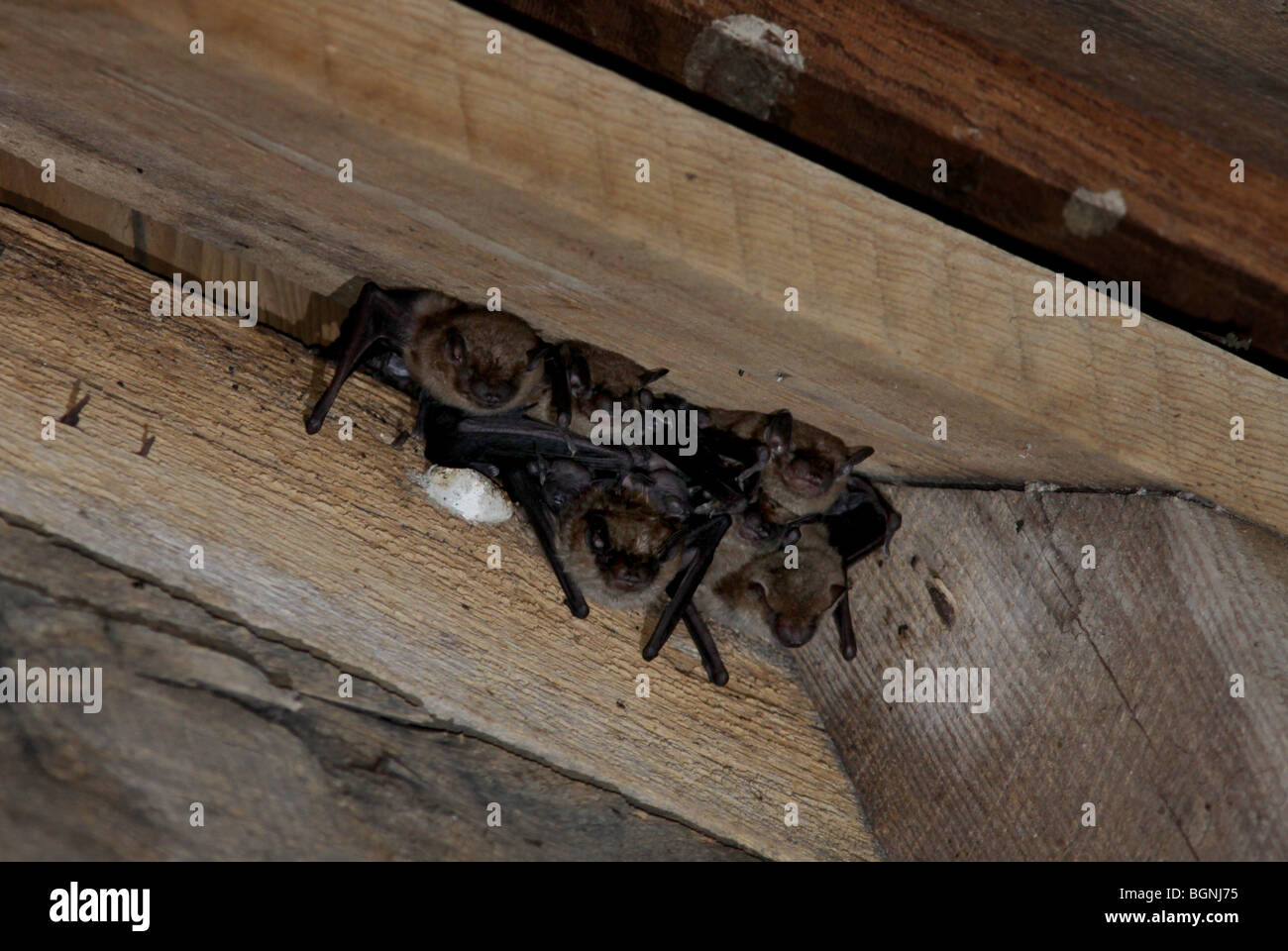 kleine braune Fledermaus Dachboden Sparren Schlafplatz Stockfoto