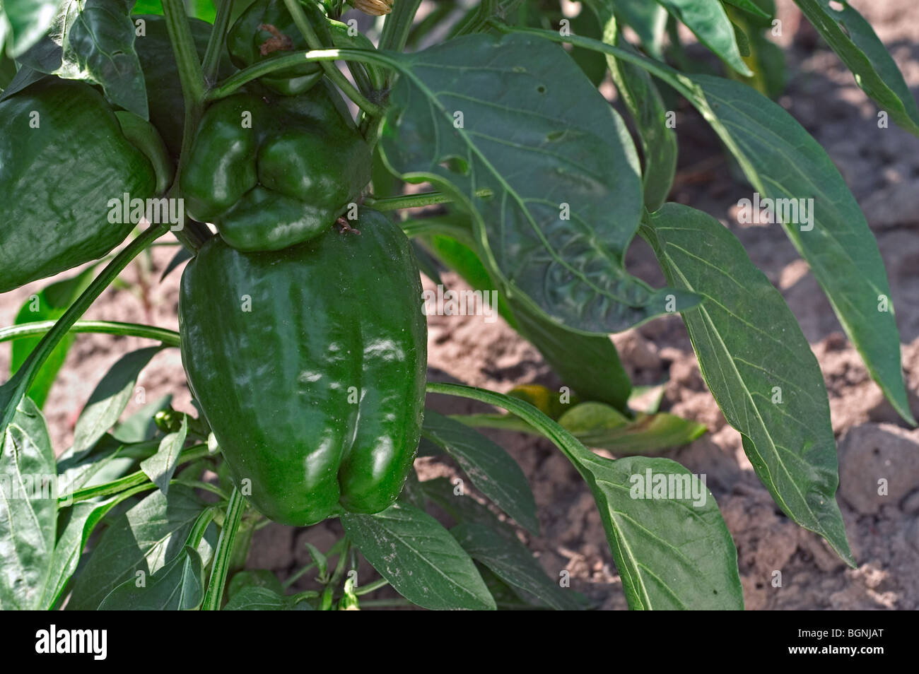 Grüne Paprika Pflanze / süße Paprika (Capsicum Annuum / Capsicum Abyssinicum) wächst im Feld, ursprünglich aus Mexiko Stockfoto