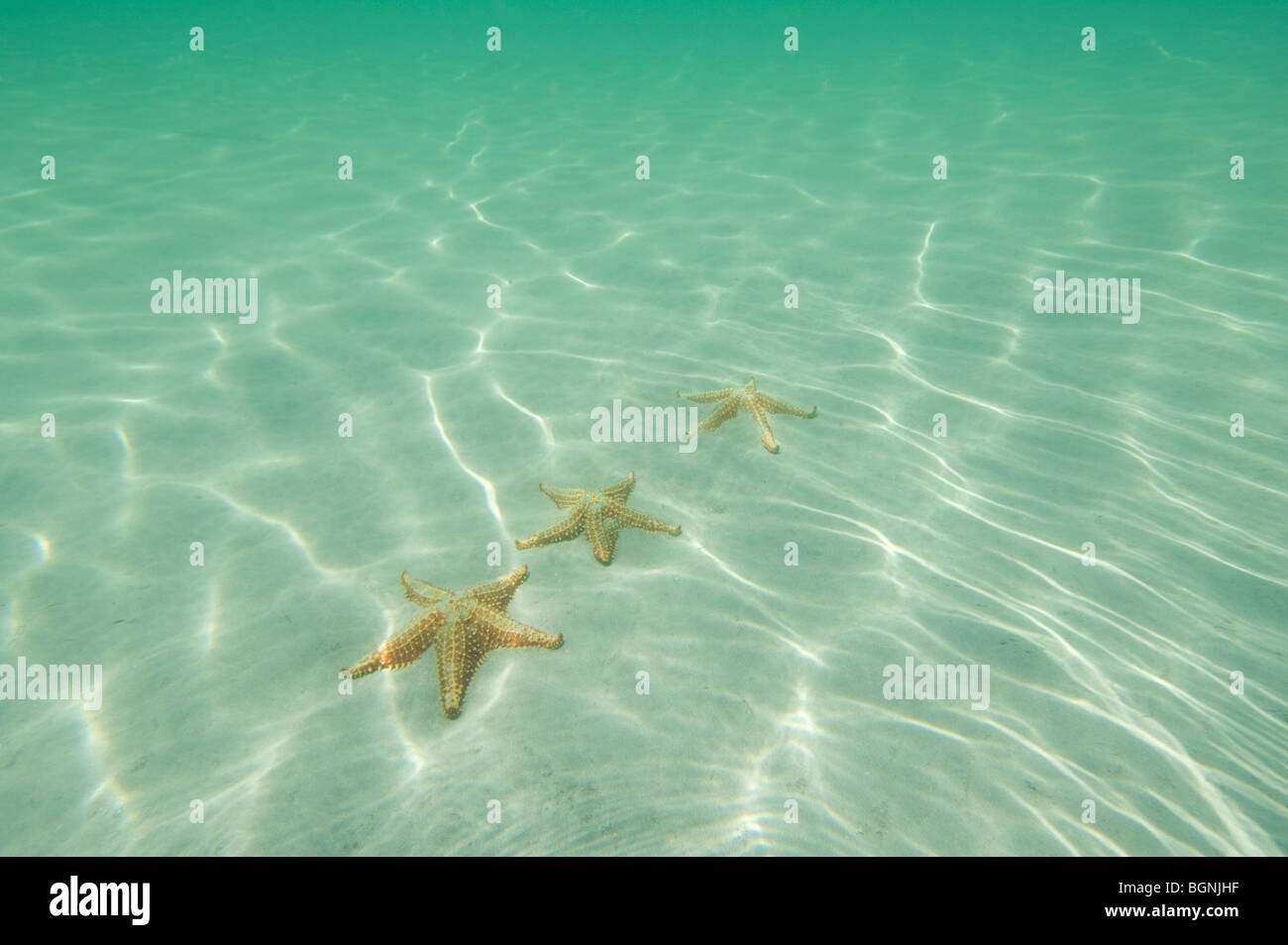 Panama Boca del Drago Seestern Stockfoto