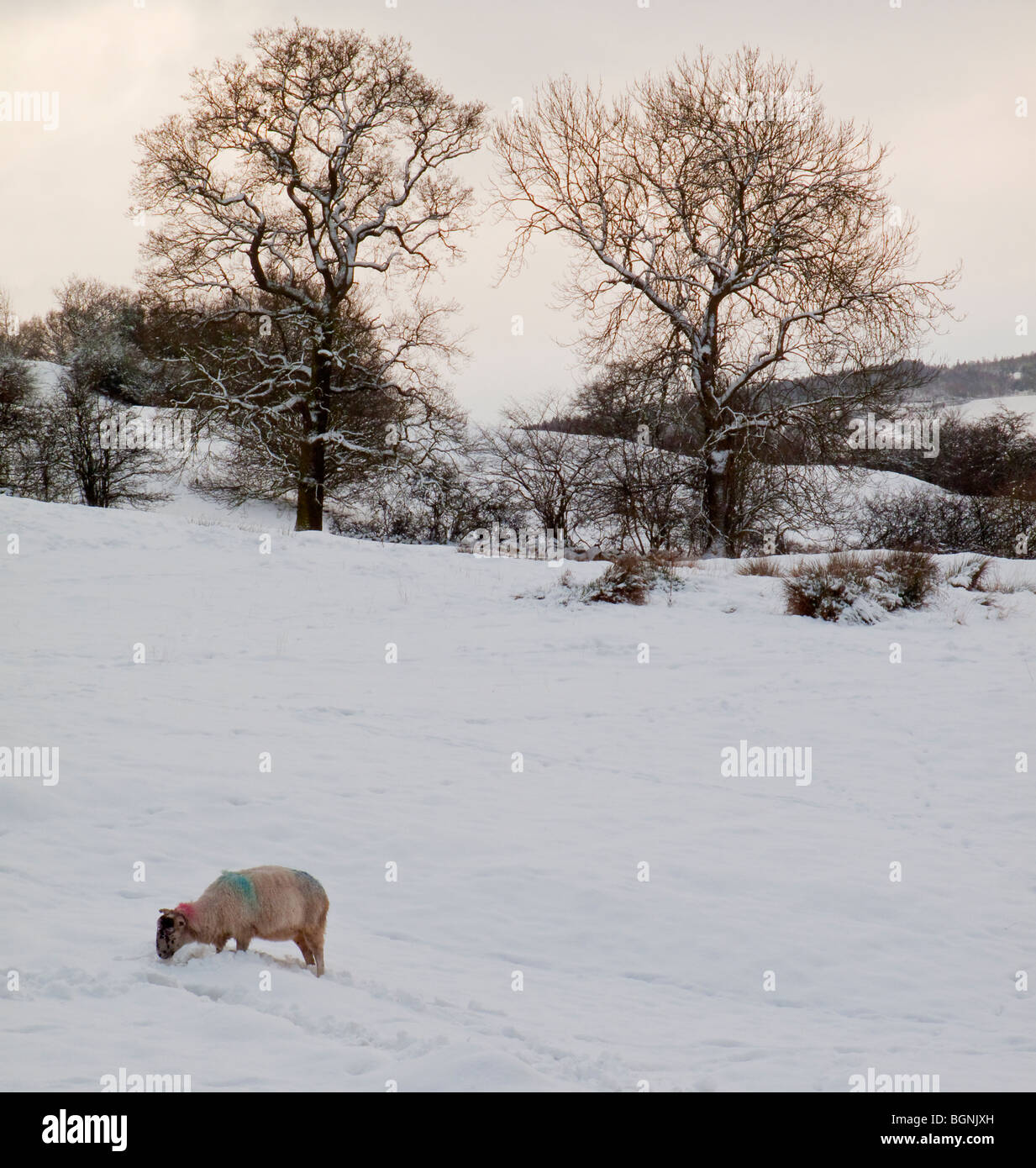 Schafbeweidung im Schnee bei Matlock Bath in Derbyshire UK während der harten winterlichen Bedingungen vom Januar 2010 Stockfoto