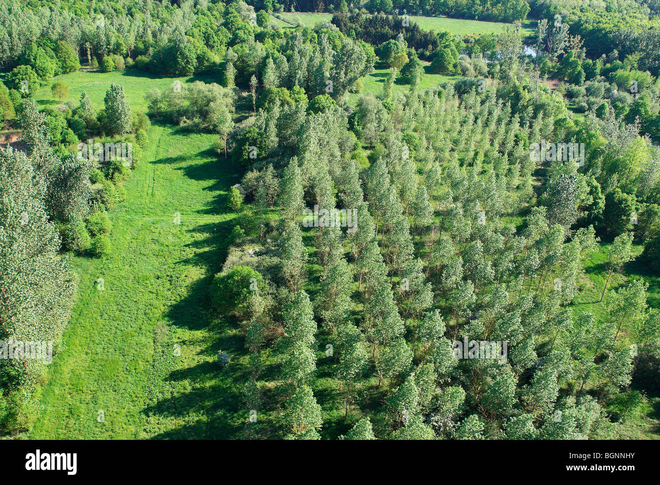 Pappeln, Wälder und Wiesen aus der Luft, Belgien Stockfoto