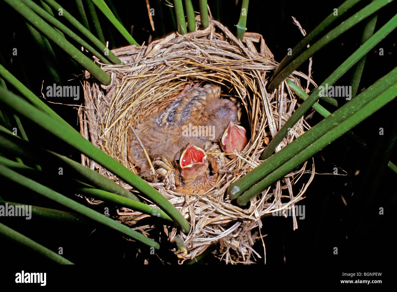 Gelb-vorangegangene Amsel Nest & junge. Stockfoto