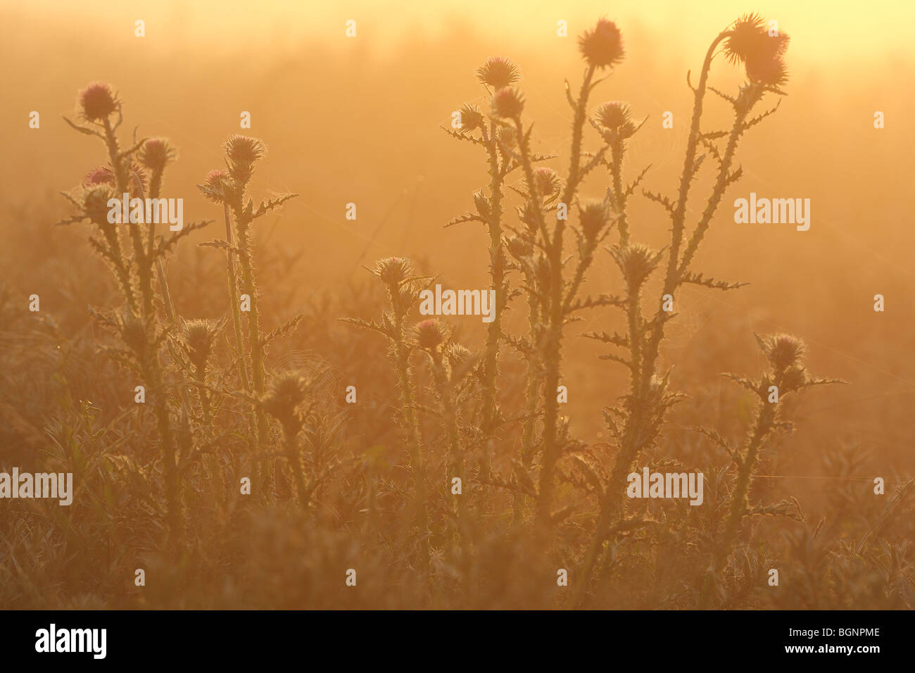 Speer Distel (Cirsium Vulgare) im Morgenlicht, Frankreich Stockfoto
