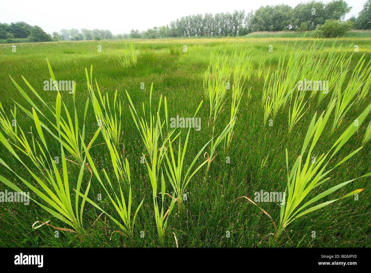 Rohrkolben / breitblättrigen Rohrkolben / mehr Binsen / große Reedmace (Typha Latifolia) Stockfoto