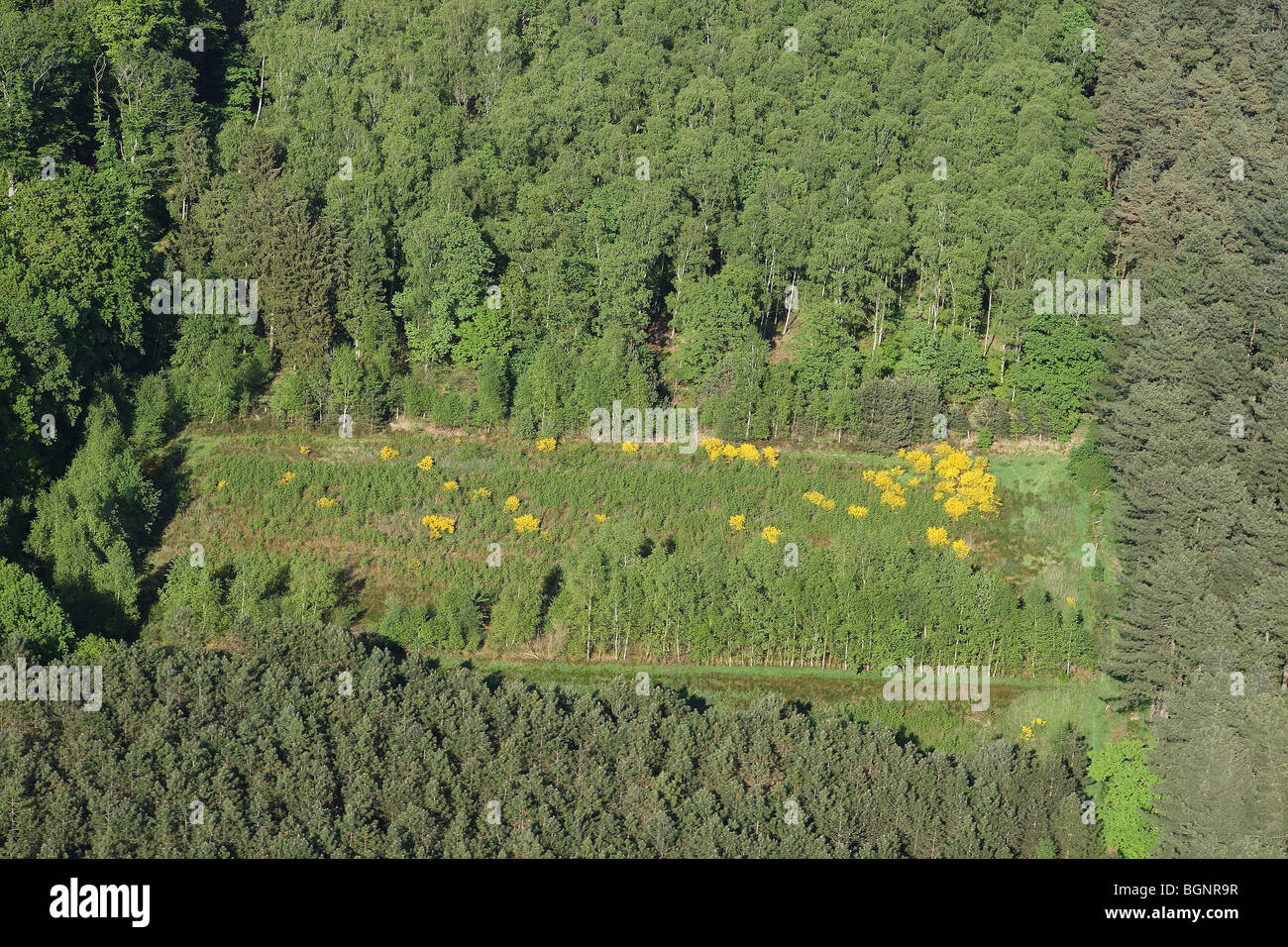 Wald und Grünland mit Link Ginster (Cytisus Scoparius) aus der Luft, Belgien Stockfoto