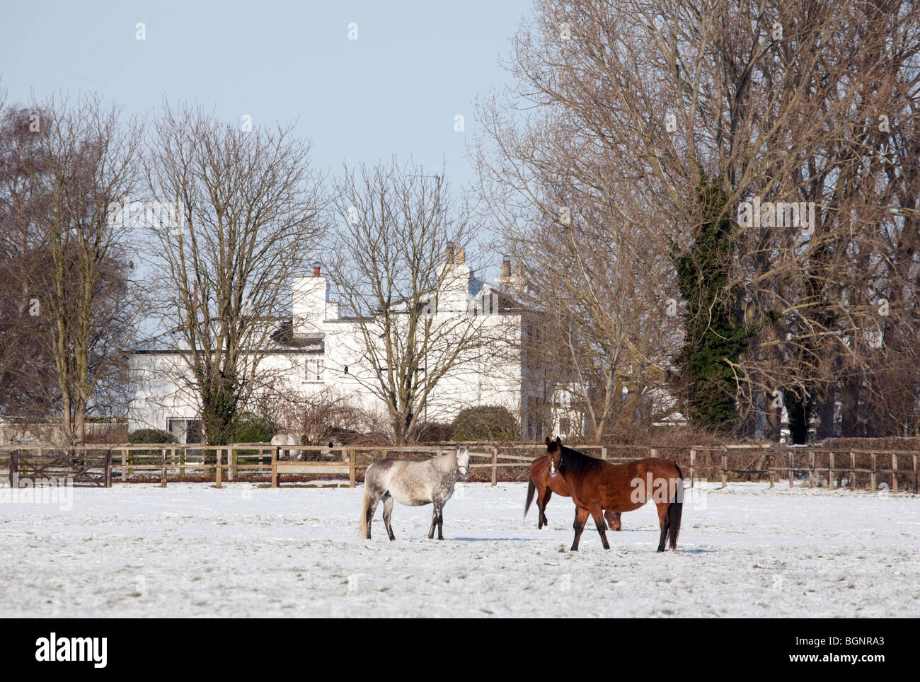 Pferde grasen auf den Schnee, Kentford, in der Nähe von Newmarket, Suffolk, UK Stockfoto