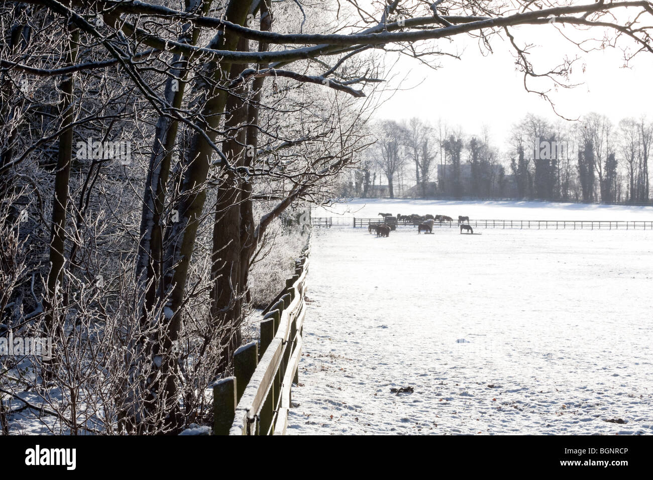 Pferde grasen auf den Schnee, Kentford, in der Nähe von Newmarket, Suffolk, UK Stockfoto