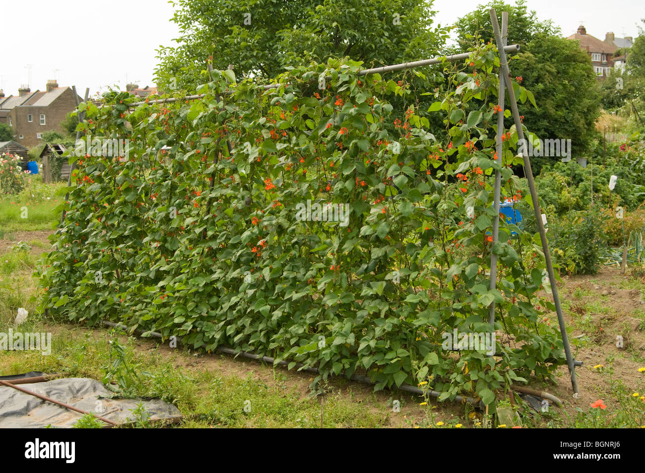 Rote Stangenbohnen (Phaseolus Coccineus, Fabaceae) aufwachsen Metall auf eine Zuteilung Grundstück Polen Stockfoto