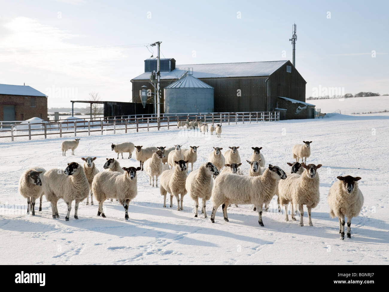 Herde von Schafen, die im Winter auf einem Feld im Schnee auf einem Bauernhof in Molton Village in der Nähe von Newmarket, Suffolk, Großbritannien, grasen Stockfoto