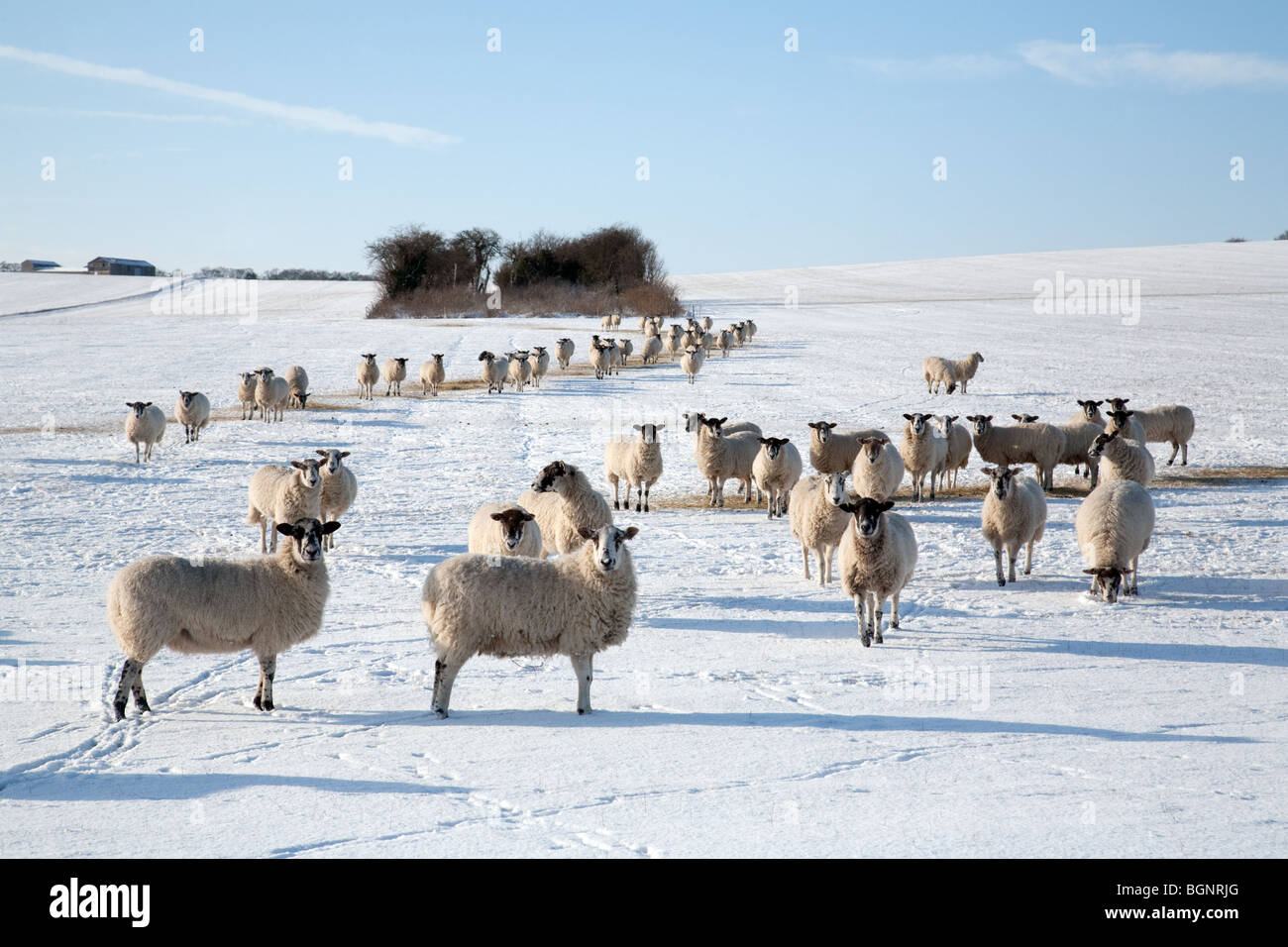 Herde von Schafen, die im Winter auf einem Feld im Schnee auf einer Schaffarm in der Nähe von Newmarket, Suffolk, Großbritannien, grasen Stockfoto