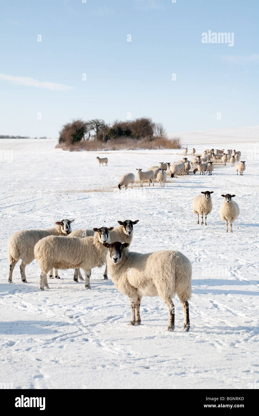 Schafbeweidung im Schnee auf einer Schaffarm im Winter, in der Nähe von Newmarket, Suffolk, UK Stockfoto