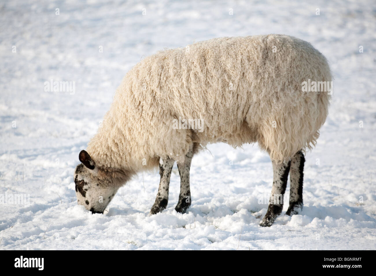 Ein Schaf, Seitenansicht, Beweidung im Schnee auf einer Schaffarm, in der Nähe von Newmarket, Suffolk, Großbritannien Stockfoto