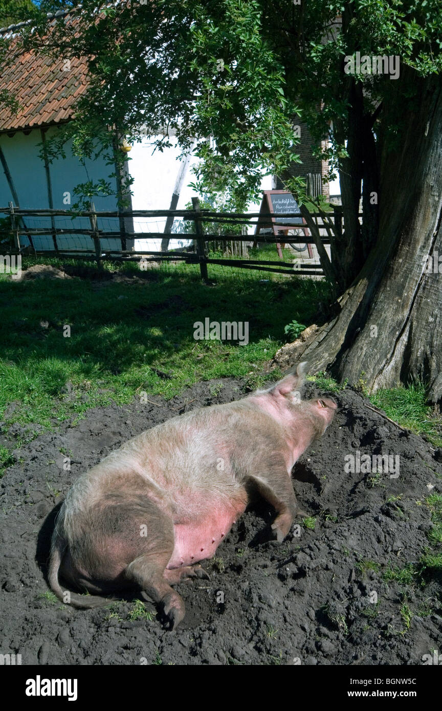 Hausschwein (Sus Scrofa Domestica), zu säen, schlafen und Sonnenbaden im Schlamm Sumpf auf der farm Stockfoto
