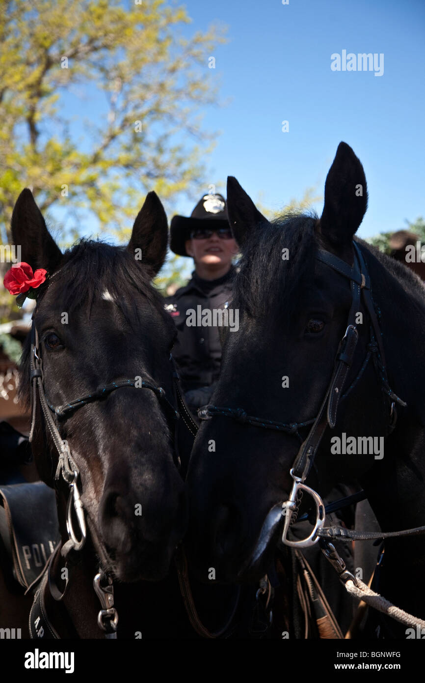 Zwei schwarze montiert Polizei Pferde Köpfe Albuquerque, New Mexico USA Stockfoto