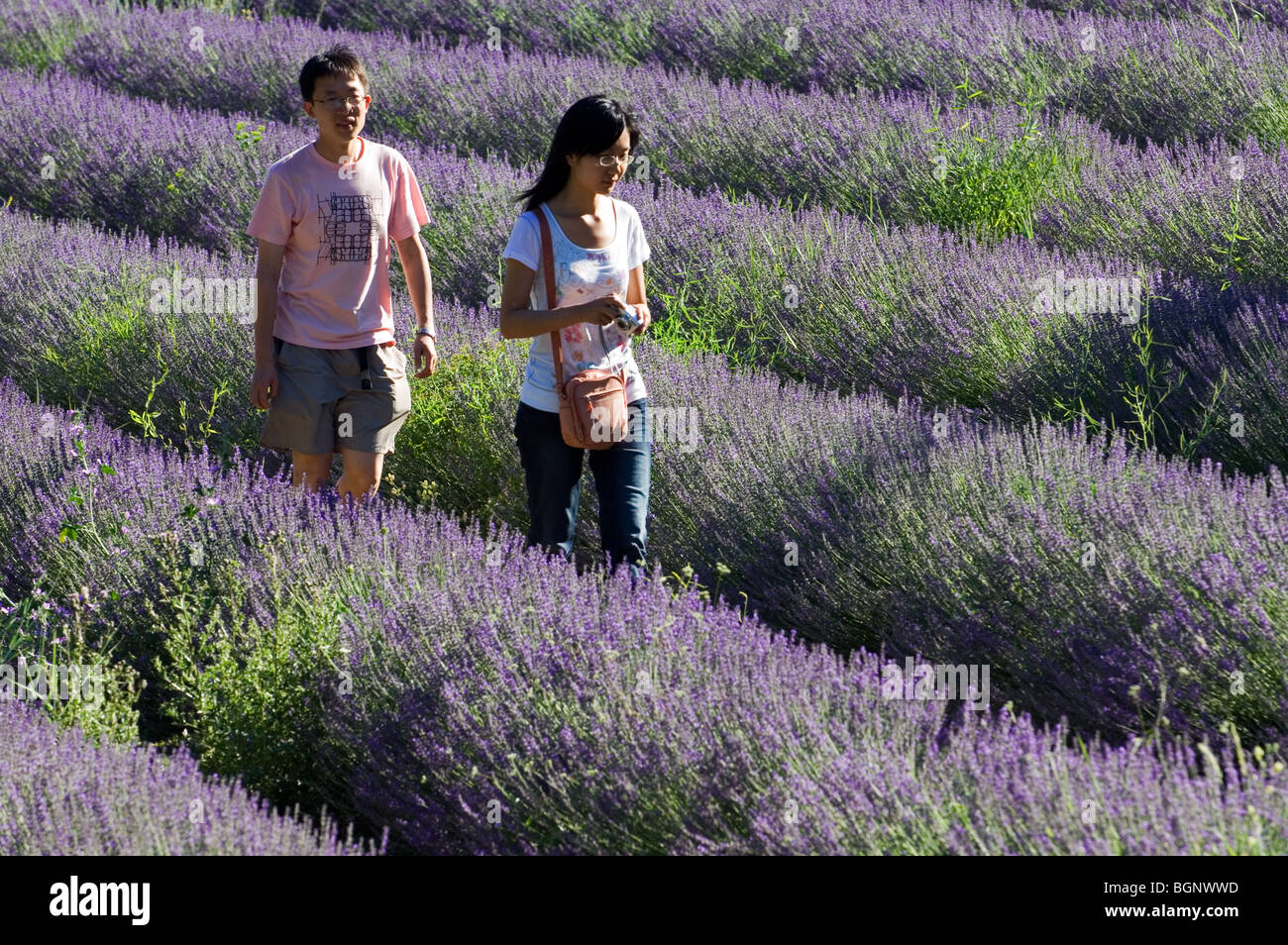 Touristen in Lavendel (Lavandula Angustifolia) Feld Blüte in Reihen im Sommer in der Provence, Frankreich Stockfoto