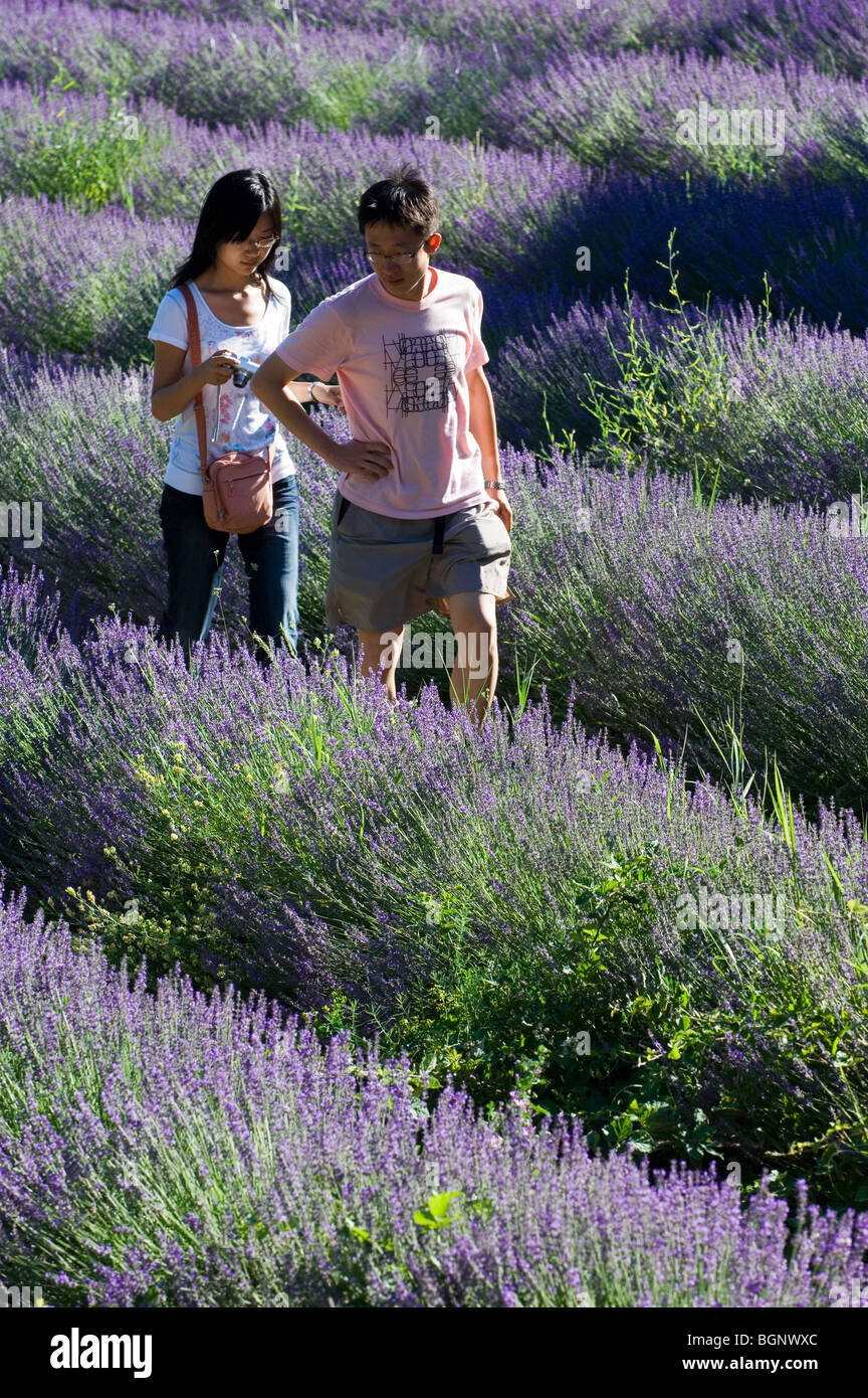 Touristen in Lavendel (Lavandula Angustifolia) Feld Blüte in Reihen im Sommer in der Provence, Frankreich Stockfoto