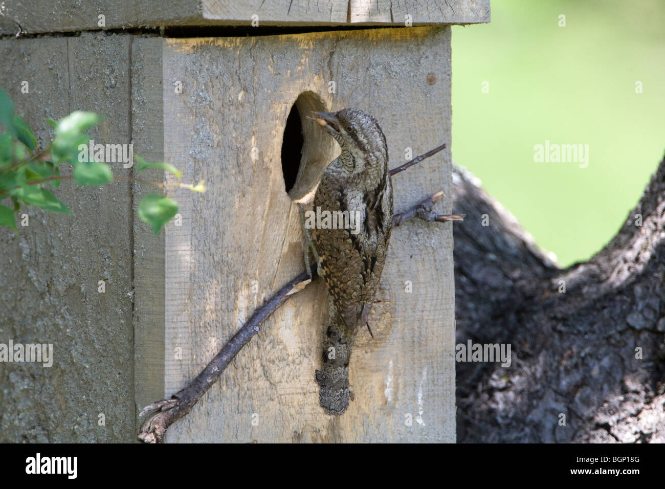 Eurasische Wendehals (Jynx Torquilla) hocken auf Nistkasten mit Nahrung im Schnabel Stockfoto