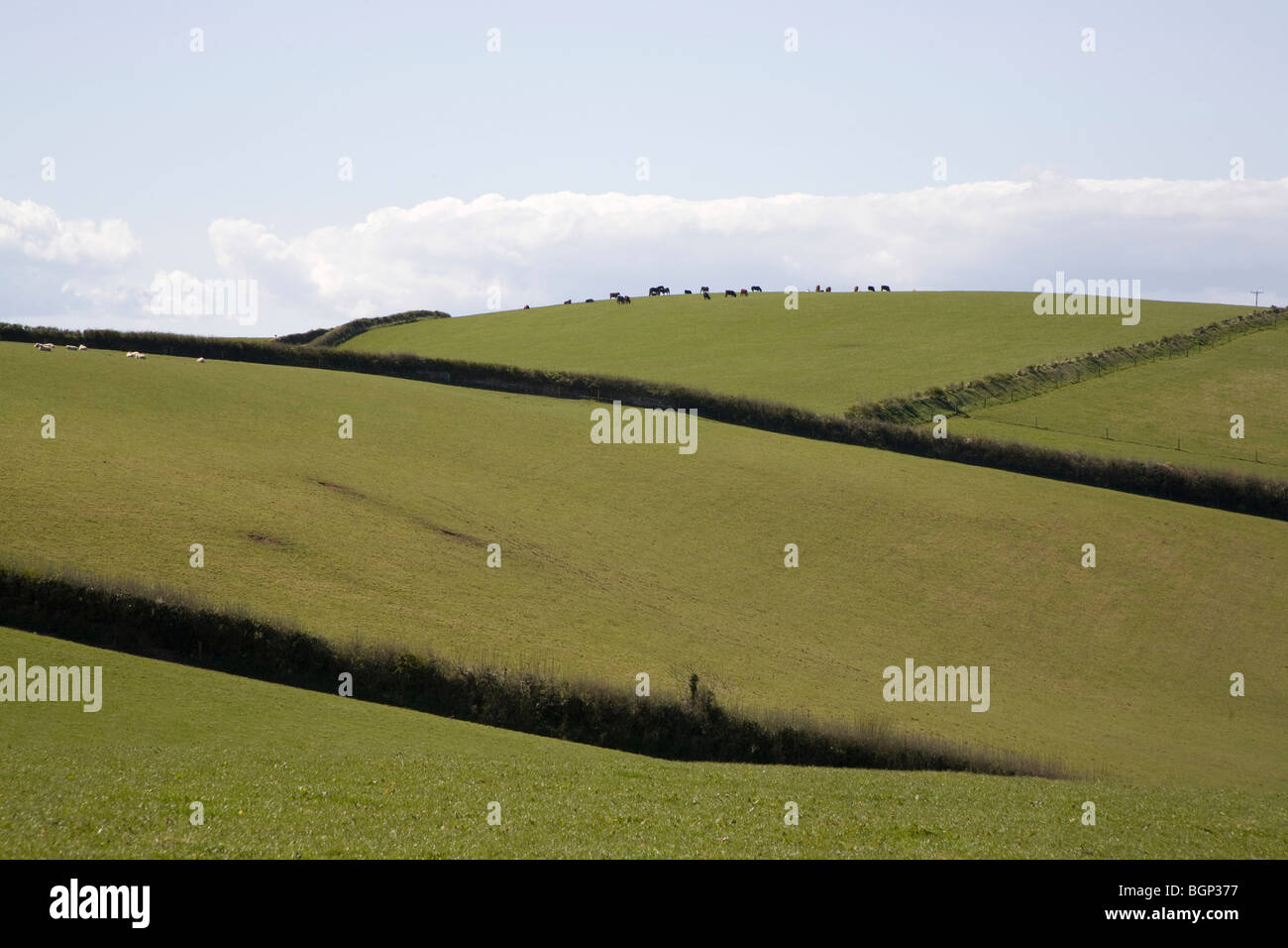 Grüne Flickenteppich Felder in der kornischen Landschaft England Stockfoto