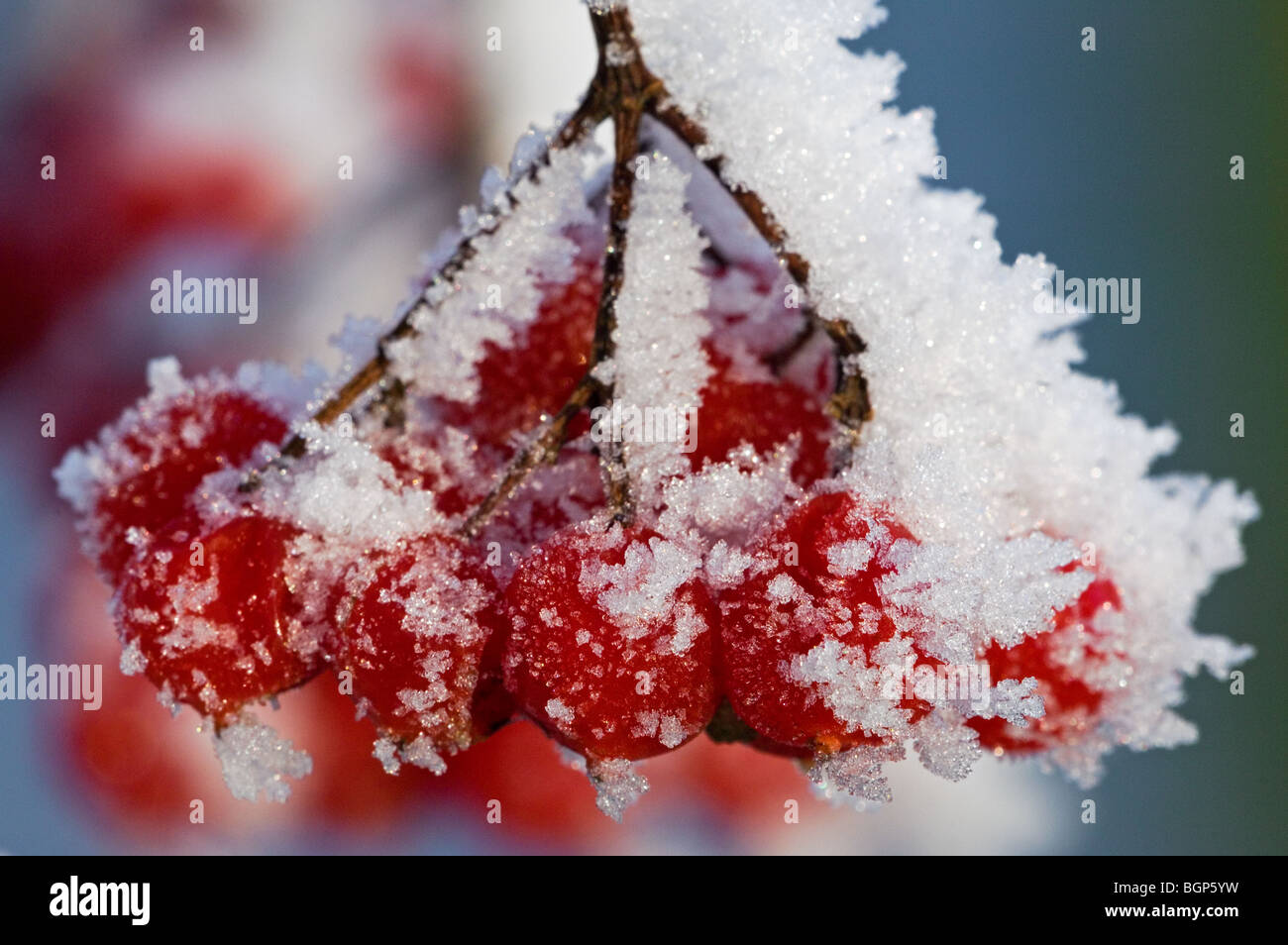 Rote beeren von guelder rosenbusch im winter Fotos und Bildmaterial in hoher Auflösung Alamy