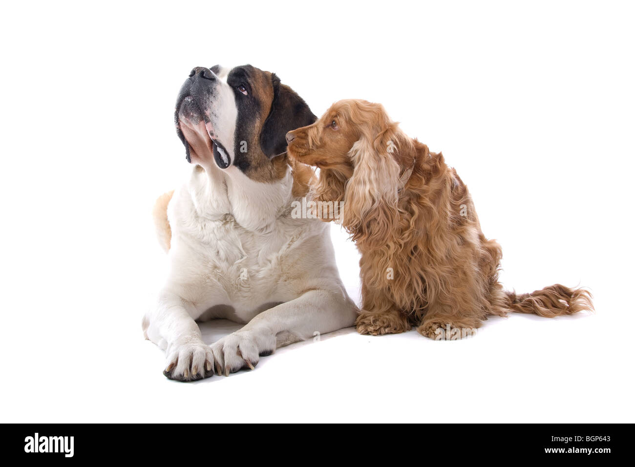 Bernhardiner und Cocker Spaniel vor einem weißen Hintergrund isoliert Stockfoto