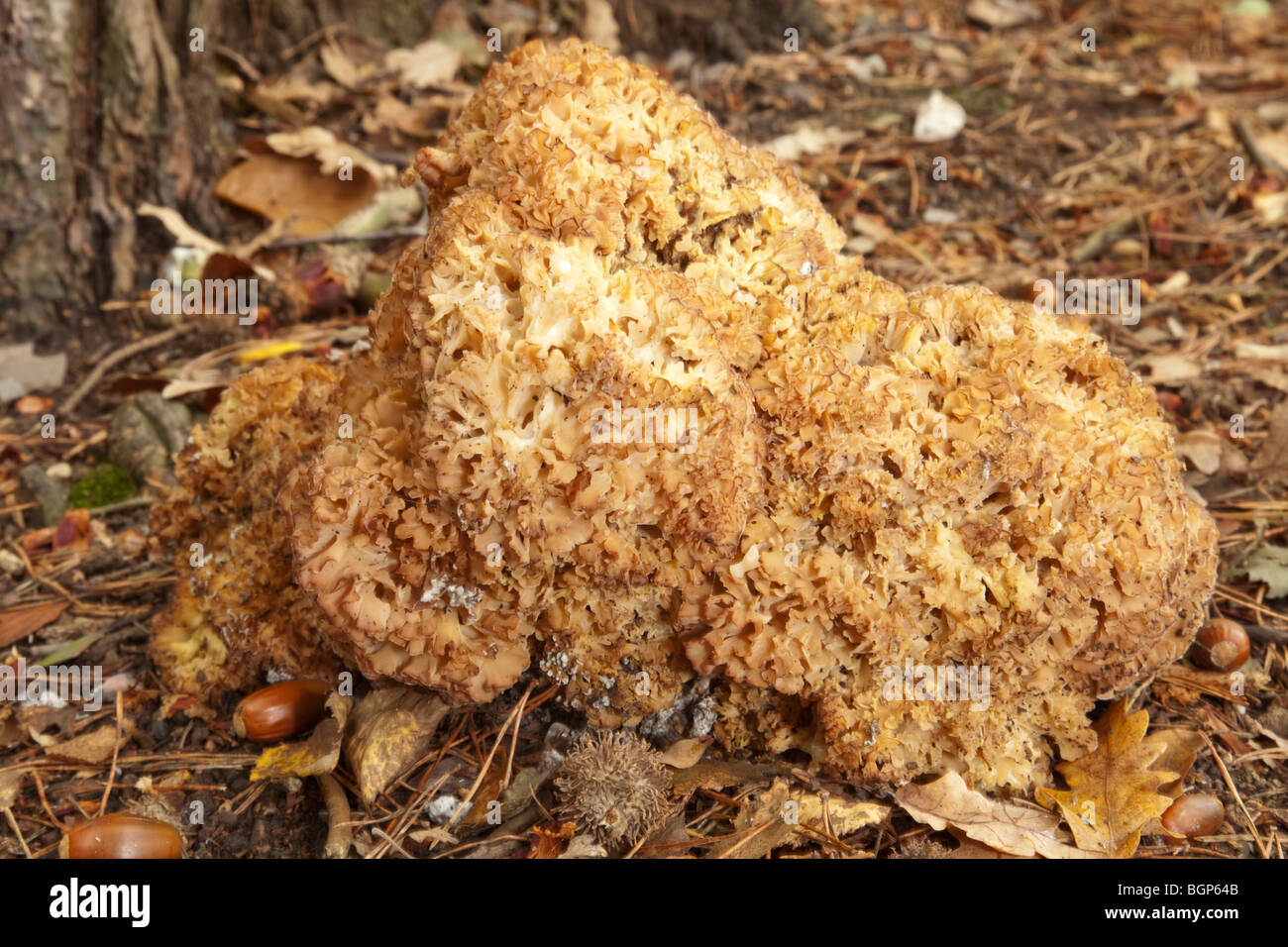 Blumenkohl-Pilz oder Holz Blumenkohl lateinischen Namen Sparassis crispa Stockfoto