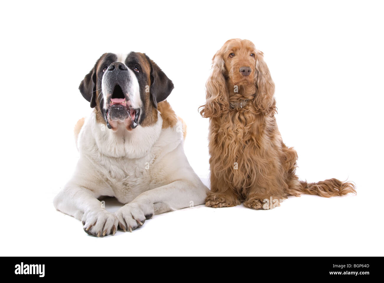 Bernhardiner und Cocker Spaniel vor einem weißen Hintergrund isoliert Stockfoto