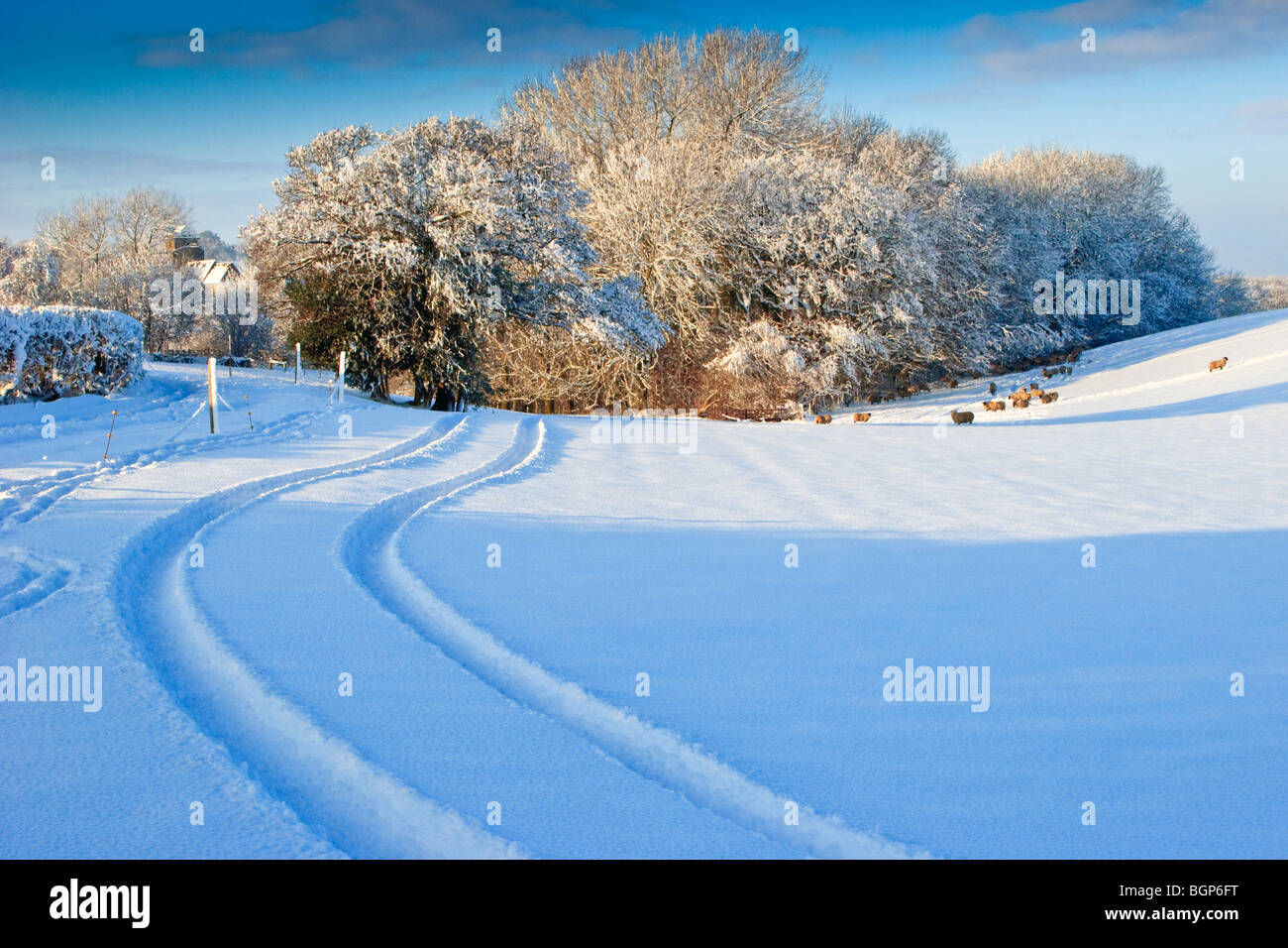 Schneebedeckte Felder der Landwirtschaft im Winter in der Nähe von Thakeham West Sussex England Great Britain UK 2010 Stockfoto